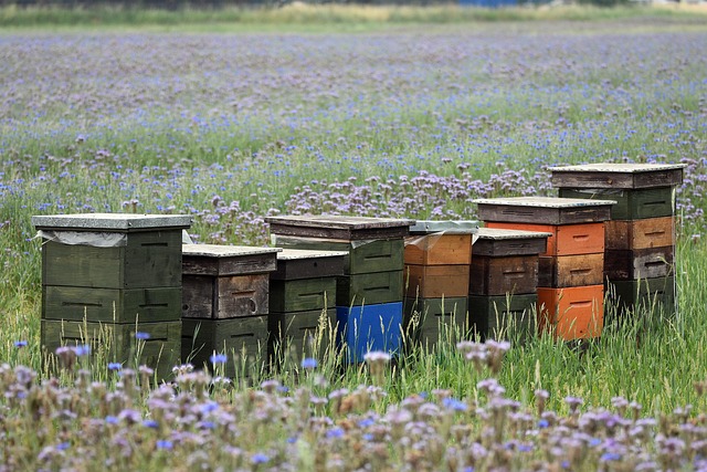 8 apiaries in a field with violet flowers