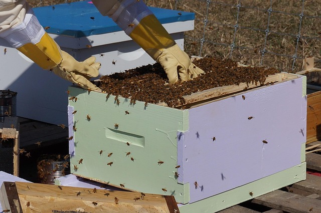 A beekeeper tending their apiary.